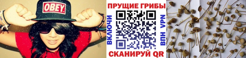 Галлюциногенные грибы Psilocybe  что такое   Енисейск 